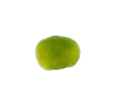 Dictyosphaeria verslaysii