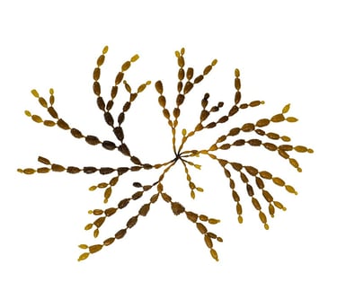 Hormosira banksii