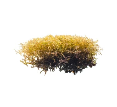Hypnea sp.