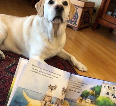 Zippy Schnauzers Monsieur Labrador