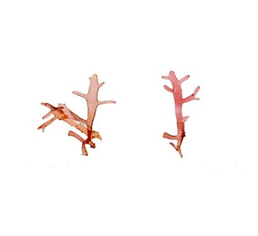Champia sp.