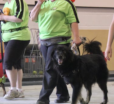 Image of dog.