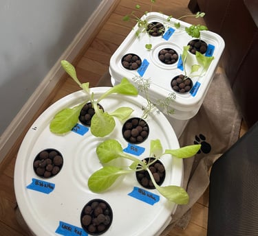 Cilantro and lettuce seedlings in a hydroponic grow bucket