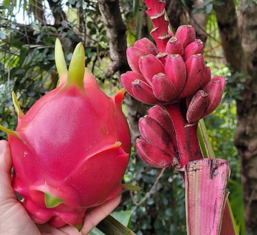 pink dragonfruit and bananas