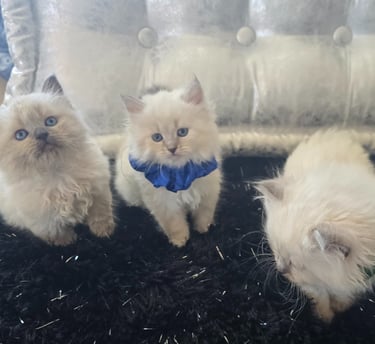Texas Siberian kittens
