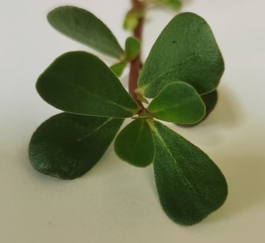 sprig of fresh green purslane