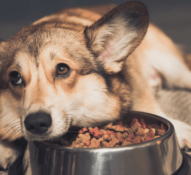 dog food for finicky eaters
