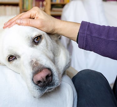 dog with a sensitive stomach