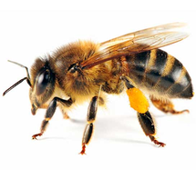Bees are important!