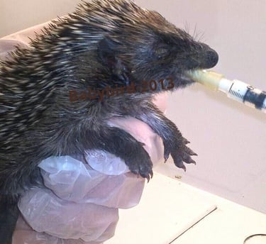 A wildlife rehabilitator hand-feeding a rescued baby hedgehog using a small syringe.