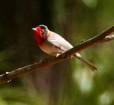 Red-faced Warbler male bird perched on a branch in Chiapas forest – tropical birdwatching in Mexico