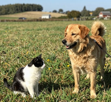 A golden retriever dog and a black and white cat sitting together in a grassy farm field.