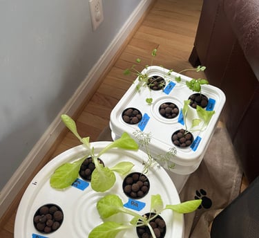 Cilantro and lettuce seedlings in a hydroponic grow bucket