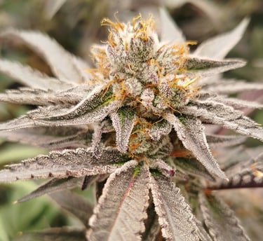 Fleur de CBD premium très résineuse – Kanabotania, producteur CBD Bretagne