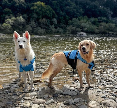 Berger Blanc Suisse et Golden retriever à la rivière