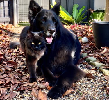 A long-haired black German Shepherd dog and a black cat sitting together outdoors in autumn leaves.