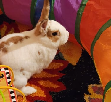 Rabbit boarding near me in Silver Spring with Ensure Pet Care