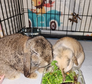Ensure pet care drop in bunny visits, pet sitter bonded and insured