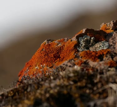 la montagne au printemps et automne, observation animaliere