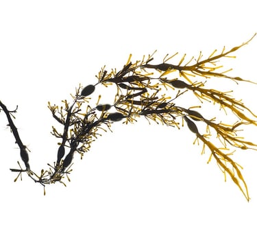 Ascophyllum nodosum