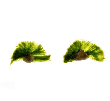 Chlorodesmis fastigiata