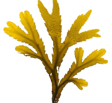 Fucus serratus