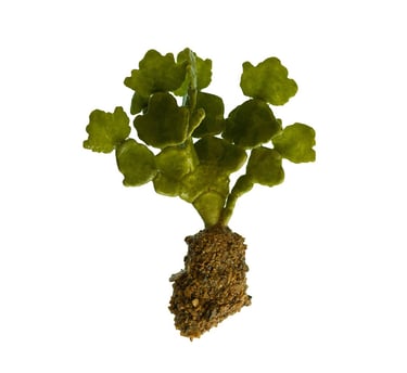 Halimeda macroloba