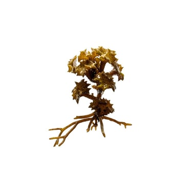Turbinaria ornata