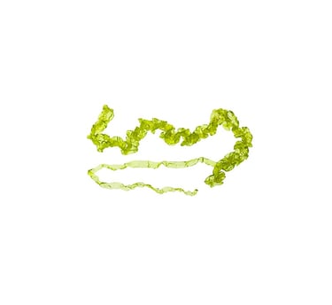 Ulva intestinalis