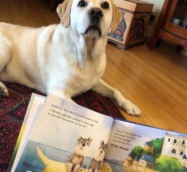 Zippy Schnauzers Monsieur Labrador