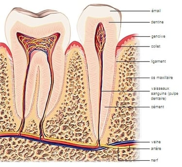 composition dent soins jet dentaire ozone Aquolab hygiene-precision.com