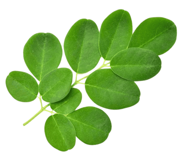 Moringa Leaves - WEARE OCEAN EXPORT
