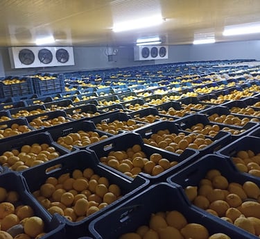 Mersin erdemli limon muhafaza odası 