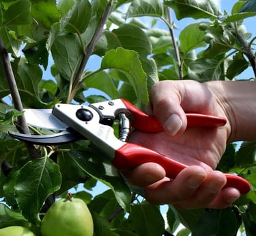 Prořezávání ovocných stromů Olomouc, Prostějov, Přerov