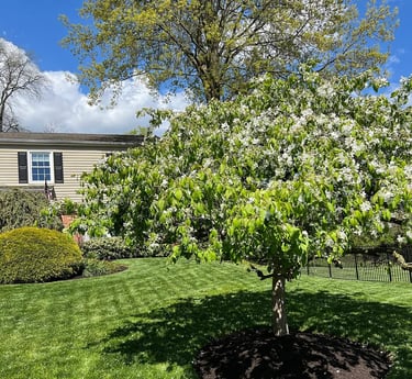 excellent landscaping and hardscaping of grass, stones and trees by NP Landscaping