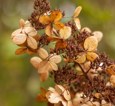winter silhouette Hydrangea paniculata, bruin tinten
