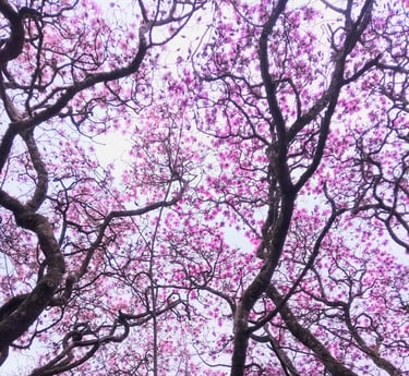 Magnolia tree with pink flowers on it - original photograph Mark D. Exon
