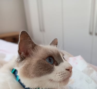 gato usando coleira