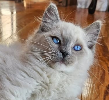 blue mitted ragdoll kitten blue eyed ragdoll kitten