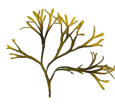 Pelvetia canaliculata
