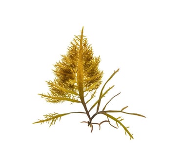 Sarcothalia crassifolia