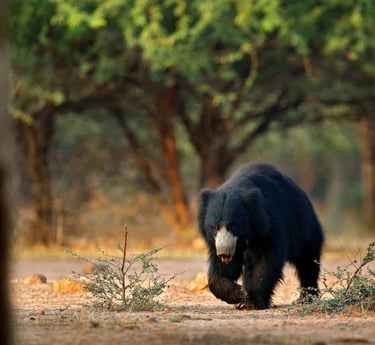 lippu bear in Churia valley