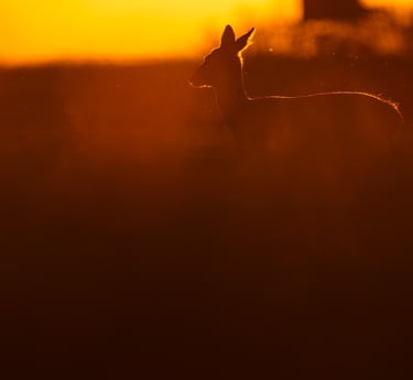 Conférence regarder le vivant