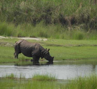 rhino drinking in Bardiya