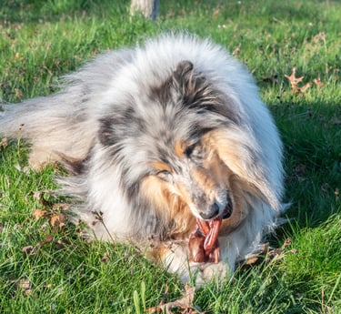 snacks mastication chien