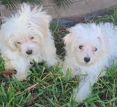 Two White Maltese puppies in the green grass in Houston, Texas