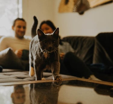 a cat walking on a coffee table with a man sitting on a couch