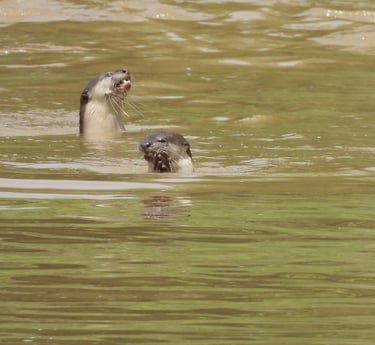 Meal otter in Bardiya National Park