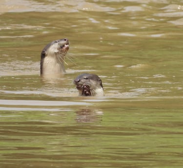 loutres à la peche dans le Parc National de Bardiya