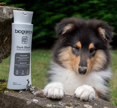 shampooings naturels pour chien